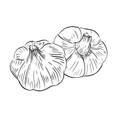 Hand drawn Illustration Garlic on a white background. 