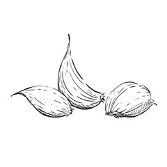 Hand drawn Illustration Garlic Cloves on a white background. 
