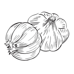Hand drawn Illustration Garlic 
on a white background. 