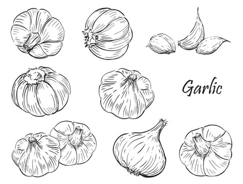 Hand drawn Illustration Set of garlic on a white background.
