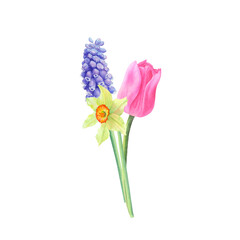 Bouquet of tulip, narcissus and muscari isolated on transparent background. Hand drawn watercolor.