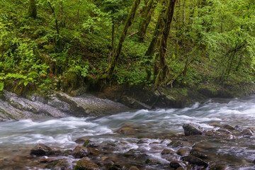 Fototapeta na wymiar Zeleni vir stream with rapids and lush vegetation in spring