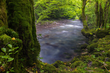 Zeleni vir stream with rapids and lush vegetation in spring