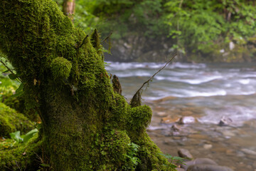 Zeleni vir stream with rapids and lush vegetation in spring