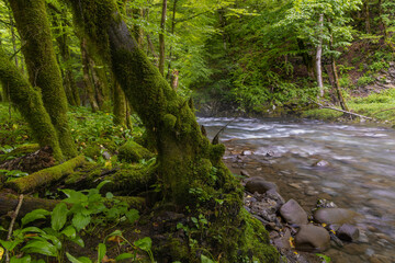 Zeleni vir stream with rapids and lush vegetation in spring