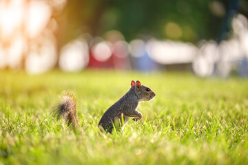 Curious beautiful wild gray squirrel looking up on green grass in summer town park