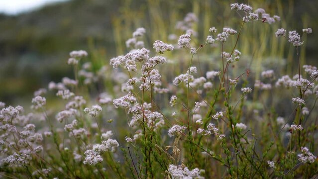 Closeup meditative slow motion look at California Buckwheat in the hills of Lake Elsinore, California.