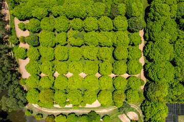 Aerial of a mango plantation in the island of Guimaras. The province is well known for its sweet...