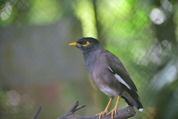 The common myna or Indian myna, Acridotheres tristis, sometimes spelled mynah, is a member of the family Sturnidae, starlings and mynas native to Asia