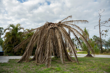 Dry dead palm tree on Florida home backyard