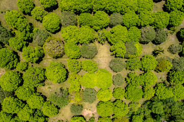 Aerial of a mango plantation in the island of Guimaras. The province is well known for its sweet mangoes.