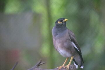 Acridotheres tristis, The common myna or Indian myna, sometimes spelled mynah, is a bird in the family Sturnidae, native to Asia and an omnivorous.