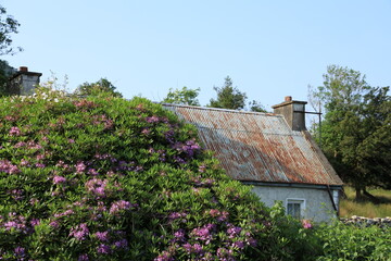 Fototapeta na wymiar Derelict cottage in rural Ireland with corroded galvanised iron roof and featuring Rhododendron flowers in foreground