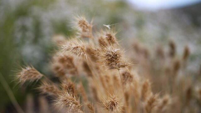 Closeup detail look at Red Brome grass seeds in the hills of Lake Elsinore, California.