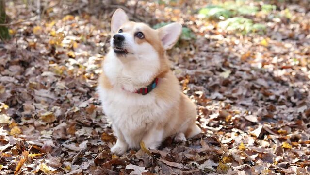 cute corgi dog walks in the autumn forest looking into the frame. High quality 4k footage
