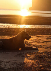 A dog and sunset on the beach 
