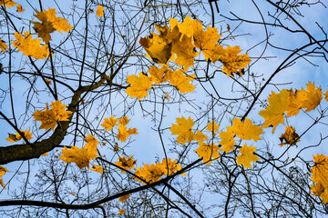 The Last Autumn Leaves on a Tree