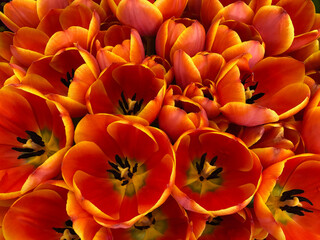 orange and yellow tulip flowers blooming 
