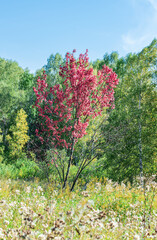 Pink Tree Among Green Trees and Bushes