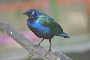The greater blue eared starling or greater blue eared glossy starling, Lamprotornis chalybaeus perching on branch