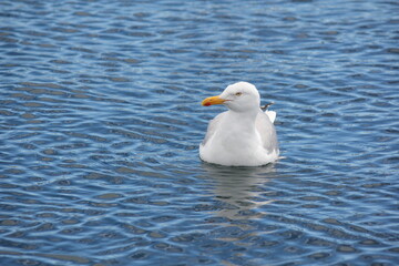 Seagull on the water