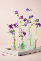Columbine flowers in glass bottles.