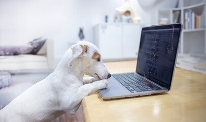 mini jack russel dog using computer on table in network concept