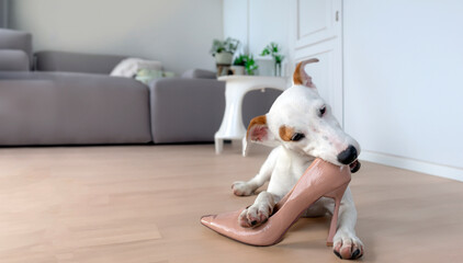 mini puppy dog bitting high shoes on living room.Jack russel chewing shoe biting  while holding it between paws in bad behavior concept - obrazy, fototapety, plakaty