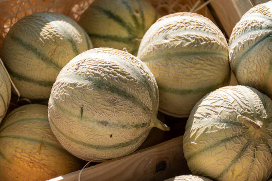 Yellow honey from Cavaillon, ripe round charentais honey cantaloupe melons on local market in Provence, France