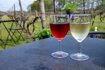 Tasting of white and rose wine on Dutch winery and vineyard in North Brabant, Netherlands, rows on growing grape plants