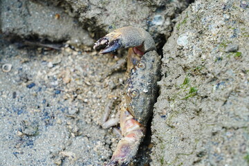 Maroon stone crab|Stone crabs on Singapore shores|石頭蟹