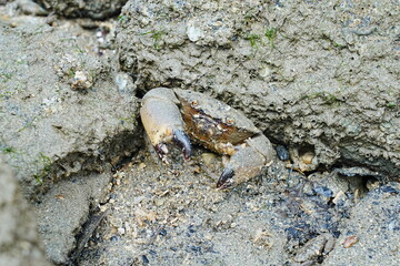Maroon stone crab|Stone crabs on Singapore shores|石頭蟹