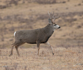 Mule deer buck with swollen neck