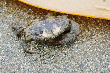 crab on the sand