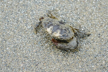 crab on the sand