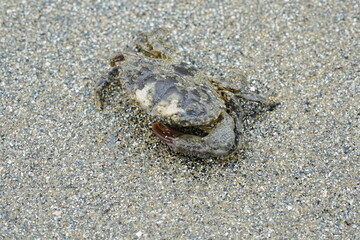 crab on the sand
