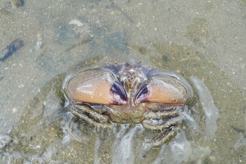 Maroon stone crab|Stone crabs on Singapore shores|石頭蟹