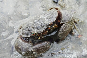 Maroon stone crab|Stone crab/s on Singapore shores|石頭蟹
