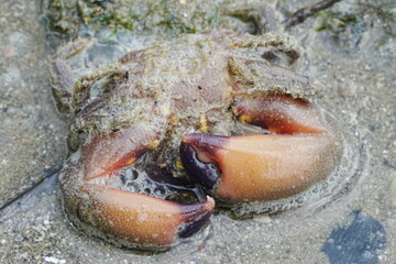 マルーンストーンクラブ（Maroon stone crab）|シンガポールの海岸にいる石頭蟹