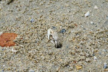 Uca lactea|Fiddler crab|清白招潮蟹|白扇潮招蟹