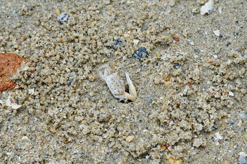 Uca lactea|Fiddler crab|清白招潮蟹|白扇潮招蟹