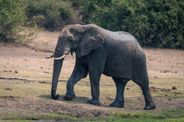 African bush elephant walks up grassy bank