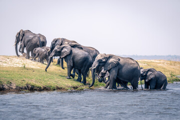 African bush elephants walk out of river