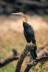 African darter on dead branch in profile