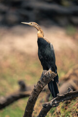 African darter watches camera from dead branch