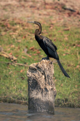 African darter on wooden post in river