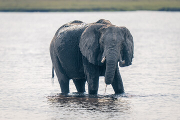 Fototapeta na wymiar African elephant stands in river dripping water