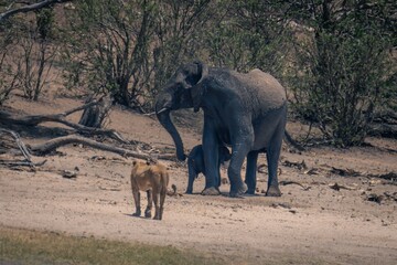 Fototapeta na wymiar African elephant stands guarding calf from lioness
