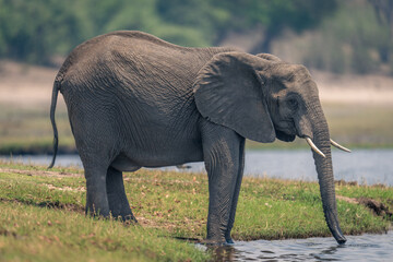 Naklejka premium African elephant stands drinking water using trunk
