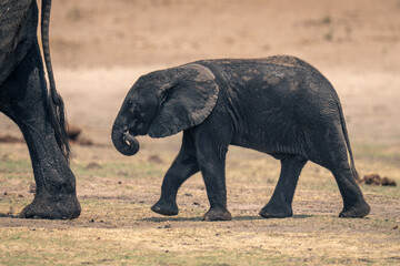 African elephant calf follows mother on grass